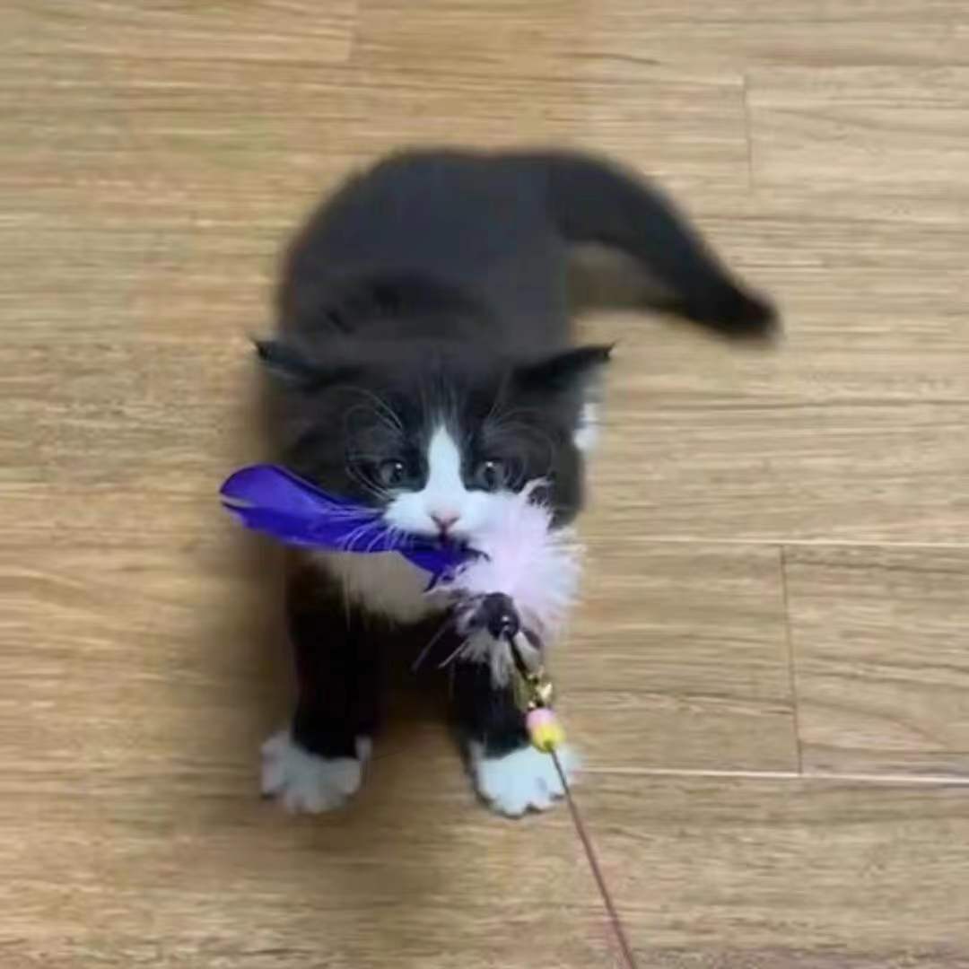 活物中华田园猫猫咪幼崽小奶猫橘猫橘白狸猫黑猫猫咪真猫宠物猫咪